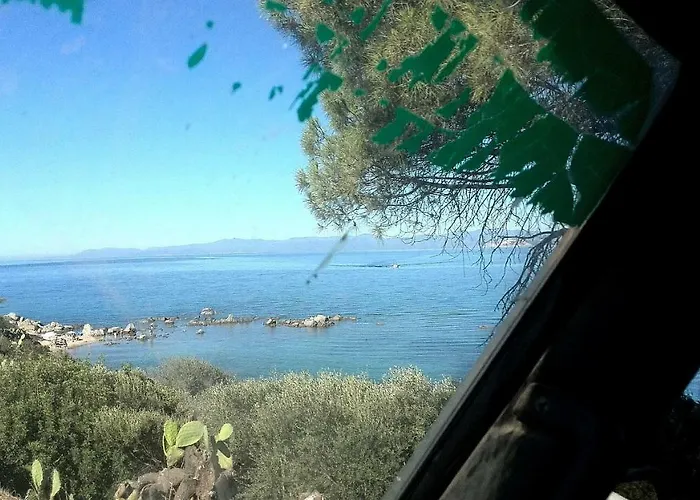 Eucalipti 1 * Капитана